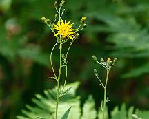 Hagfibbla_Rabyskogen_Vasteras_2011-06-27