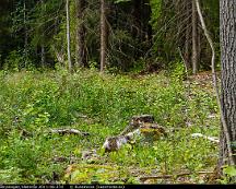 Naturen_Rabyskogen_Vasteras_2011-06-27d