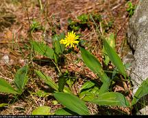 Skogsfibbla_Rabyskogen_Vasteras_2011-06-27a