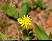 Skogsfibbla_Rabyskogen_Vasteras_2011-06-27b