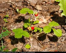 Smultron_Rabyskogen_Vasteras_2011-06-27