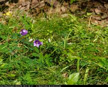 Stor_Blaklocka_Rabyskogen_Vasteras_2011-06-27