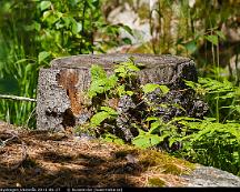 Stubbe_Rabyskogen_Vasteras_2011-06-27