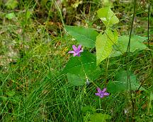 angsklocka_Rabyskogen_Vasteras_2011-06-27a