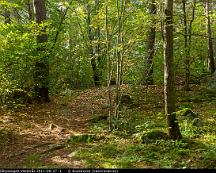 Naturen_Rabyskogen_Vasteras_2011-09-27_-1