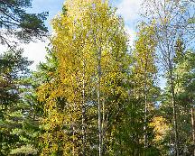 Hostfarger_Rabyskogen_Vasteras_2011-10-13b