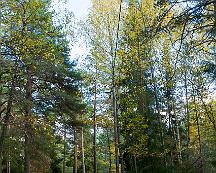 Naturen_Rabyskogen_Vasteras_2011-10-13_-3
