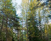 Naturen_Rabyskogen_Vasteras_2011-10-13_-3