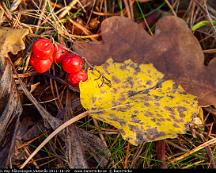 Bar-Hostlov_Asp_Rabyskogen_Vasteras_2011-10-29