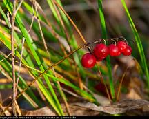 Bar_Rabyskogen_Vasteras_2011-10-29