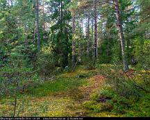 Barrskog_Rabyskogen_Vasteras_2011-10-29