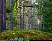 Barrskog_Rabyskogen_Vasteras_2011-10-29b