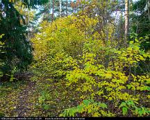 Hostfarger_Rabyskogen_Vasteras_2011-10-29