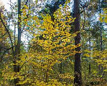Hostfarger_Rabyskogen_Vasteras_2011-10-29d