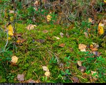 Hostlov-Mossa_Rabyskogen_Vasteras_2011-10-29