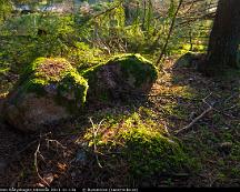 Mossa_pa_sten_Rabyskogen_Vasteras_2011-11-13a