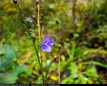 Blaklocka_Rabyskogen_Vasteras_2012-09-20