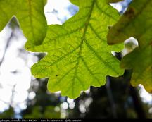 Eklov_Rabyskogen_Vasteras_2012-09-20a