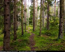 Granskog_Rabyskogen_Vasteras_2012-09-20