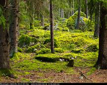 Naturen_Rabyskogen_Vasteras_2012-09-20g