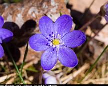 Blasippa_Rabyskogen_Vasteras_2014-04-14a