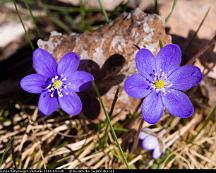 Blasippa_Rabyskogen_Vasteras_2014-04-14b