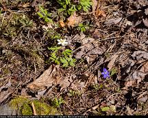 Vitsippa_Blasippa_Rabyskogen_Vasteras_2014-04-14a