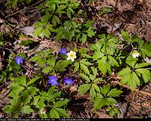 Vitsippa_Blasippa_Rabyskogen_Vasteras_2014-04-14b