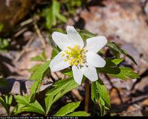 Vitsippa_Rabyskogen_Vasteras_2014-04-14a