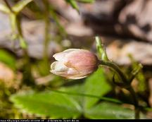 Vitsippa_Rabyskogen_Vasteras_2014-04-14f