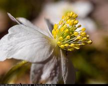 Vitsippa_Rabyskogen_Vasteras_2014-04-14i