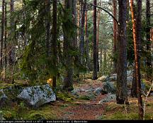 Barrskog_Rabyskogen_Vasteras_2015-11-07-1