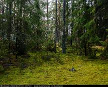 Barrskog_Rabyskogen_Vasteras_2015-11-07-10