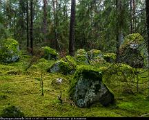 Barrskog_Rabyskogen_Vasteras_2015-11-07-13
