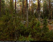 Barrskog_Rabyskogen_Vasteras_2015-11-07-3