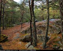 Barrskog_Rabyskogen_Vasteras_2015-11-07-4