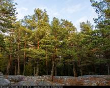 Barrskog_Rabyskogen_Vasteras_2015-11-07-5