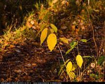 Hostfarger_Rabyskogen_Vasteras_2015-11-07-4