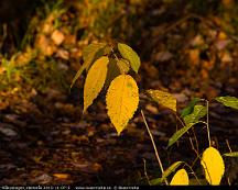 Hostfarger_Rabyskogen_Vasteras_2015-11-07-5