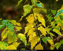 Hostfarger_Rabyskogen_Vasteras_2015-11-07-6