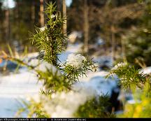 Sno_pa_Gran_Rabyskogen_Vasteras_2016-01-03-2