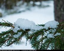 Sno_pa_Gran_Rabyskogen_Vasteras_2016-01-03-3