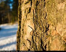 Tallbark_Rabyskogen_Vasteras_2016-01-03a