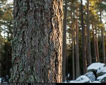 Tallbark_Rabyskogen_Vasteras_2016-01-03c