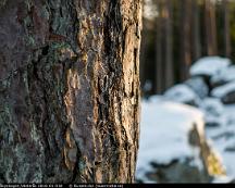 Tallbark_Rabyskogen_Vasteras_2016-01-03d