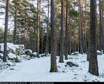 Tallskog_Rabyskogen_Vasteras_2016-01-03