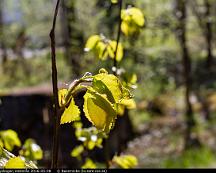 Bjork_Rabyskogen_Vasteras_2016-05-08