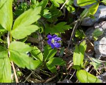 Blasippa_Rabyskogen_Vasteras_2016-05-08