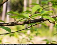 Insekt_Rabyskogen_Vasteras_2016-05-08