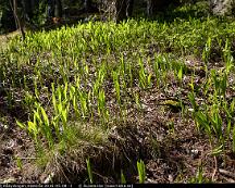 Liljekonvalj_Rabyskogen_Vasteras_2016-05-08_-1